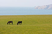 Zwei Pferde grasen auf einem Feld in der Nähe der Abermawr Bay, Pembrokeshire Coast Path, Südwest-Wales; Pembrokeshire, Wales