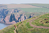 Two Hikers Between Marloes And Martin's Haven On Pembrokeshire Coast Path, South West Wales; Pembrokeshire, Wales