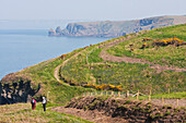 Two Hikers Between Marloes And Martin's Haven On Pembrokeshire Coast Path; Wales