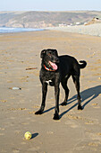 A Long-Haired Lurcher Playing With A Ball On The Beach At Newgale Beach; Pembrokeshire, Wales