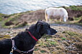 Pferd und langhaariger Lurcher-Hund auf dem Küstenpfad von Pembrokeshire; Pembrokeshire, Wales.