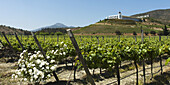 Vineyard In Casablanca Valley; Casablanca, Valparaiso, Chile