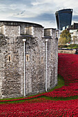 Keramische Mohnblumen zum Gedenken an die gefallenen britischen und Commonwealth-Soldaten des Ersten Weltkriegs, 100. Jahrestag des Kriegsbeginns 2014, Tower of London; London, England