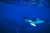 Baby Humpback Whale (Megaptera Novaeangliae) Swimming; Vavau, Tonga