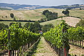 Hellgrüne Reihen von Weinstöcken; Ascianello, Montepulciano, Toskana, Italien