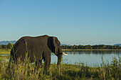 Elephant At Dusk Beside The Shire River, Liwonde National Park; Malawi