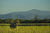 Elefant frisst Blätter vom Baum in der Abenddämmerung am Ufer des Shire River, Liwonde National Park; Malawi