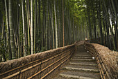 Steinpfad im Bambuswald; Arashiyama, Kyoto, Japan