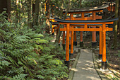Tori-Tore im Wald; Kyoto, Japan
