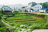 Plants Planted In A Row In A Small Field And Buildings Of Traditional Chinese Architecture In A Village Near Wuyuan; Jiangxi Province, China