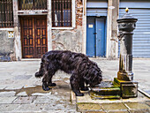 Ein wilder Hund schlürft Wasser aus einem der vielen öffentlichen Brunnen auf den Straßen; Venedig, Italien.