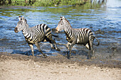 Two Common Zebras (Equus Quagga) Splashing Through Water In Serengeti National Park; Tanzania
