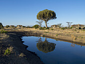 Ol Pejeda Schutzgebiet; Kenia