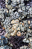 Lichen On Rock At Almirante Brown Antarctic Base, Antarctic Peninsula; Antarctica