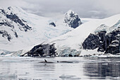Minke Whales (Balaenoptera Acutorostrata) In Paradise Harbor, Antarctic Peninsula; Antarctica