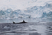 Minke Whales (Balaenoptera Acutorostrata) In Paradise Harbor, Antarctic Peninsula; Antarctica