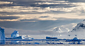 Icebergs In Front Of Neko Harbor, Antarctic Peninsula; Antarctica