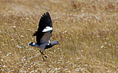 Südlicher Kiebitz (Vanellus Chilensis Fretensis); El Calafate, Santa Cruz, Argentinien