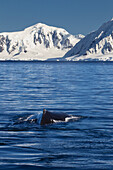 Humpback Whale (Megaptera Novaeangliae) In Gerlache Strait, Antarctic Peninsula; Antarctica