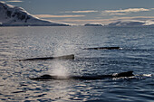 Humpback Whales (Megaptera Novaeangliae) In Gerlache Strait, Antarctic Peninsula; Antarctica