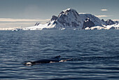 Humpback Whale (Megaptera Novaeangliae) In Gerlache Strait, Antarctic Peninsula; Antarctica