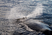 Humpback Whale (Megaptera Novaeangliae) In Gerlache Strait, Antarctic Peninsula; Antarctica