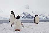 Gentoo Penguins (Pygoscelis Papua) On Petermann Island, Antarctic Peninsula; Antarctica