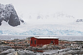 Gentoo Penguins (Pygoscelis Papua)And Groussac Hut On Petermann Island, Antarctic Peninsula; Antarctica
