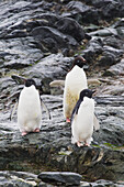 Adeliepinguine (Pygoscelis Adeliae) auf der Pleneau-Insel, Antarktische Halbinsel; Antarktis