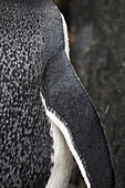 Close Up Of Gentoo Penguin (Pygoscelis Papua) At Port Lockroy, Antarctic Peninsula; Antarctica