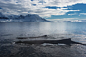 Buckelwale (Megaptera Novaeangliae) In der Gerlache-Straße, Antarktische Halbinsel; Antarktis