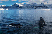 Spy Hopping Humpback Whales (Megaptera Novaeangliae) In Gerlache Strait, Antarctic Peninsula; Antarctica