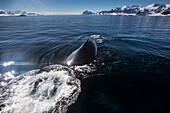 Humpback Whale (Megaptera Novaeangliae) Blowing Bubbles In Gerlache Strait, Antarctic Peninsula; Antarctica