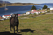 Pferd auf der Estancia Harberton; Tierra Del Fuego, Argentinien