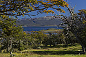 Grove On Estancia Harberton; Tierra Del Fuego, Argentina