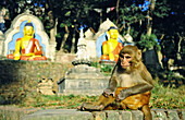 Rhesus monkey (Macaca mulatta) at the Swayambhunath Temple in Kathmandu; Kathmandu, Nepal