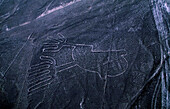 Mysterious Nazca lines form strange two-footed animal figures in the desert of Peru. Many creatures as well as geometric shapes run for miles and are best seen from the air. They were made by exposing lighter colored soil when sun-baked stones were moved and piled up. Anthropologists believe the Nazca culture that created them began around 100 B.C. and flourished from A.D. 1 to 700; Nazca, Peru