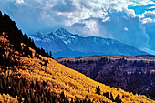 Sunlight illuminates stands of golden aspen trees below the stark and rugged San Juan Mountains. Snow clouds build as late fall comes to Colorado’s wilderness and Populus tremuloides displays brilliant color; Colorado, United States of America