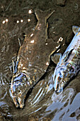 Pair of salmon carcasses in shallow water; Sobolevo, Kamchatka, Russia
