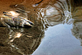 Lachskadaver in seichtem Wasser; Sobolevo, Kamtschatka, Russland