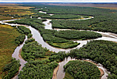 Aerial photo showing the braided river ecosystem for salmon spawning.  When salmon die they fertilize the entire Pacific Rim. Warm waters from volcanic systems within with the coldest sea in the Pacific Rim create an ideal, nutrient-rich environment. And the river systems—some of the last braided streams on Earth that have not yet been constrained by agriculture—are vital habitat for salmon; Kamchatka, Russia