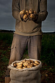 Landwirt steht auf einem Feld und hält Kartoffeln in den Händen