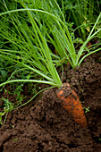 Close up of a carrot covered in soil