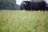 Schwarze Kühe grasen auf einem Feld