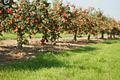 Roter Apfelbaum im Obstgarten in Norfolk