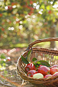 Weidenkübel mit roten Äpfeln