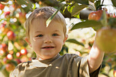 Close up of a smiling young boy picking an apple from an apple tree