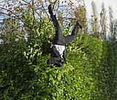 Businessman landing in a hedge upside down