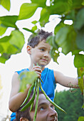 Young boy sitting on man shoulders holding a bunch of runner beans