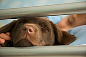 Labrador-Welpe im Bett mit Junge